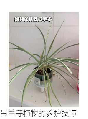 吊兰等植物的养护技巧