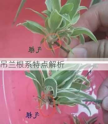 吊兰根系特点解析