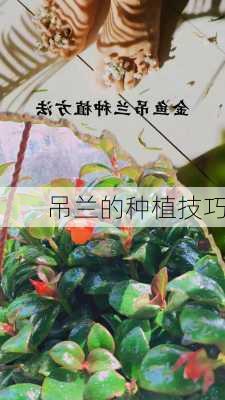 吊兰的种植技巧