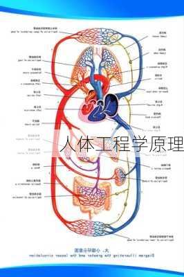 人体工程学原理