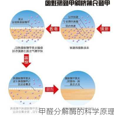 甲醛分解酶的科学原理