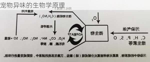 宠物异味的生物学原理