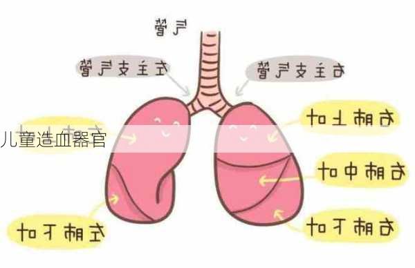 儿童造血器官