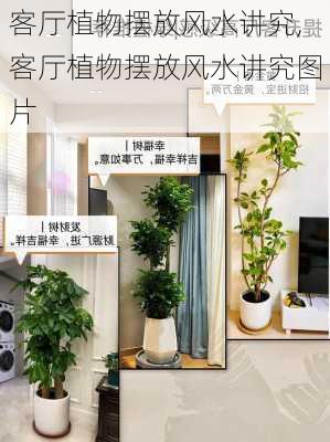 客厅植物摆放风水讲究,客厅植物摆放风水讲究图片